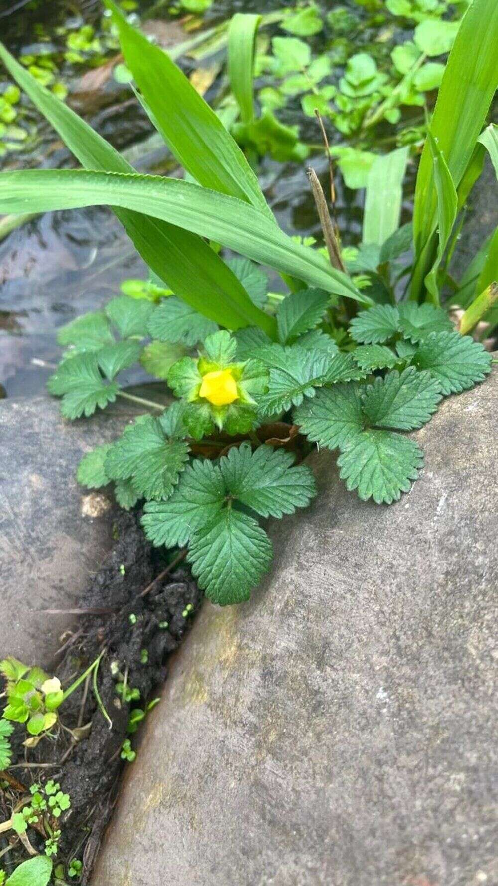 Wild Strawberry - Weedopedia - detail view